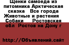 Щенки самоеда из питомника Арктическая сказка - Все города Животные и растения » Собаки   . Ростовская обл.,Ростов-на-Дону г.